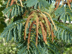 Stryphnodendron rotundifolium