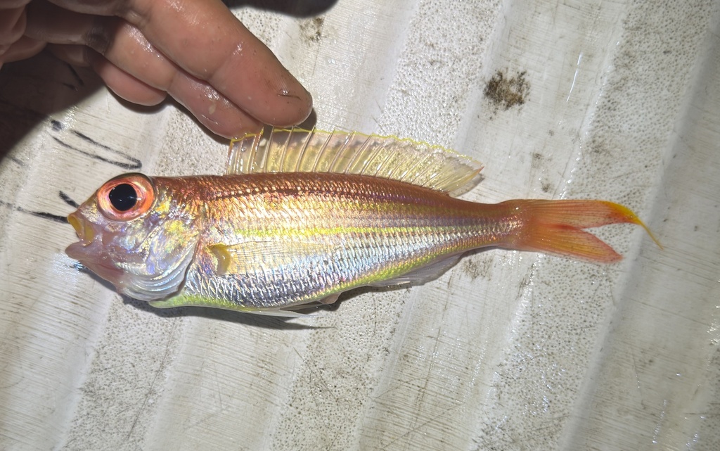 Bali-draadbrasem (Nemipterus balinensis) — Nemipteridae