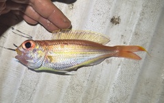 Balinese Threadfin Bream photo 1