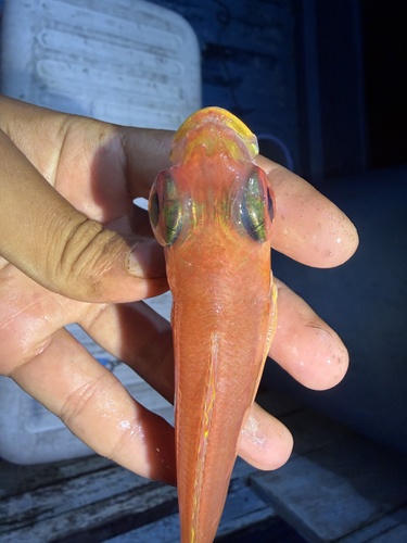 Bali threadfin bream (Nemipterus balinensis) — Nemipteridae — 4