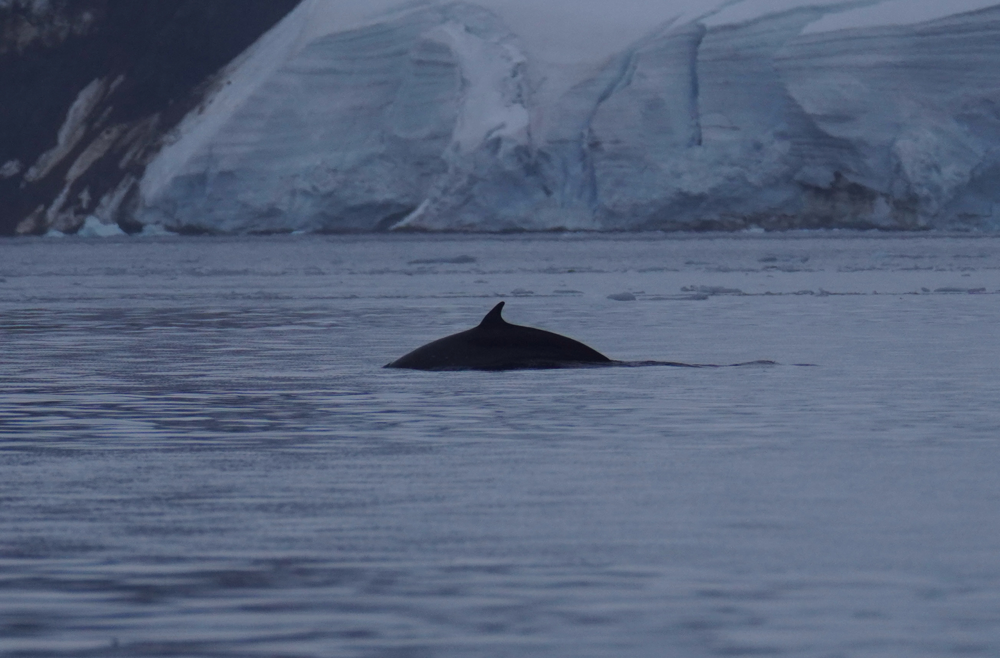 Balaenoptera bonaerensis