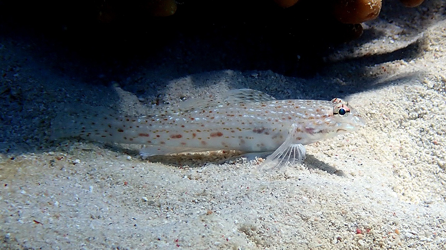 Brown-Speckled Sand-Goby photo 8