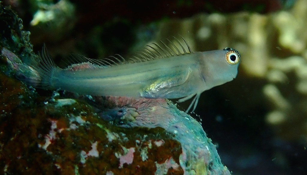 Fourline Blenny