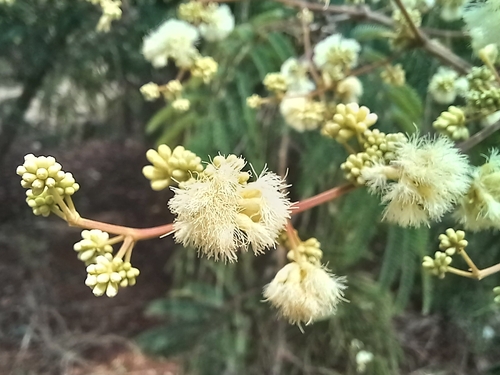 Senegalia polyphylla observed 2026-01-28