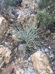 Yucca baccata baccata