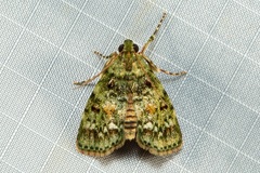 Stericta chlorophoena