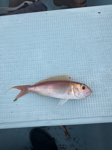 Redspine threadfin bream (Nemipterus nemurus) — Nemipteridae