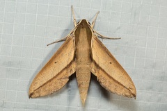 Theretra queenslandi