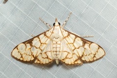 Aphytoceros lucusalis