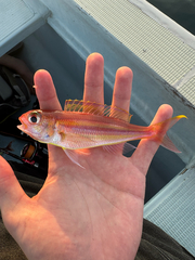 Balinese Threadfin Bream photo 2