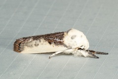 Cryptophasa albacosta