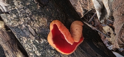 Scarlet Elf Cup