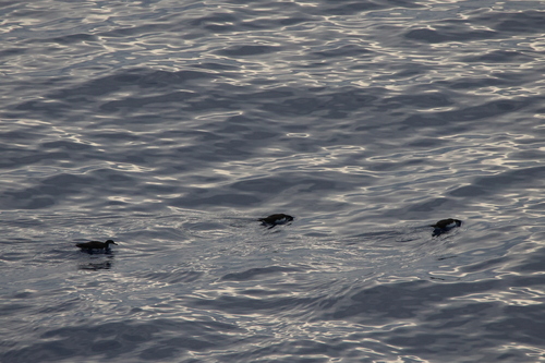 iNaturalist image
