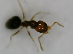 Plagiolepis alluaudi