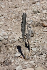 Peniocereus greggii greggii