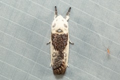 Cryptophasa albacosta