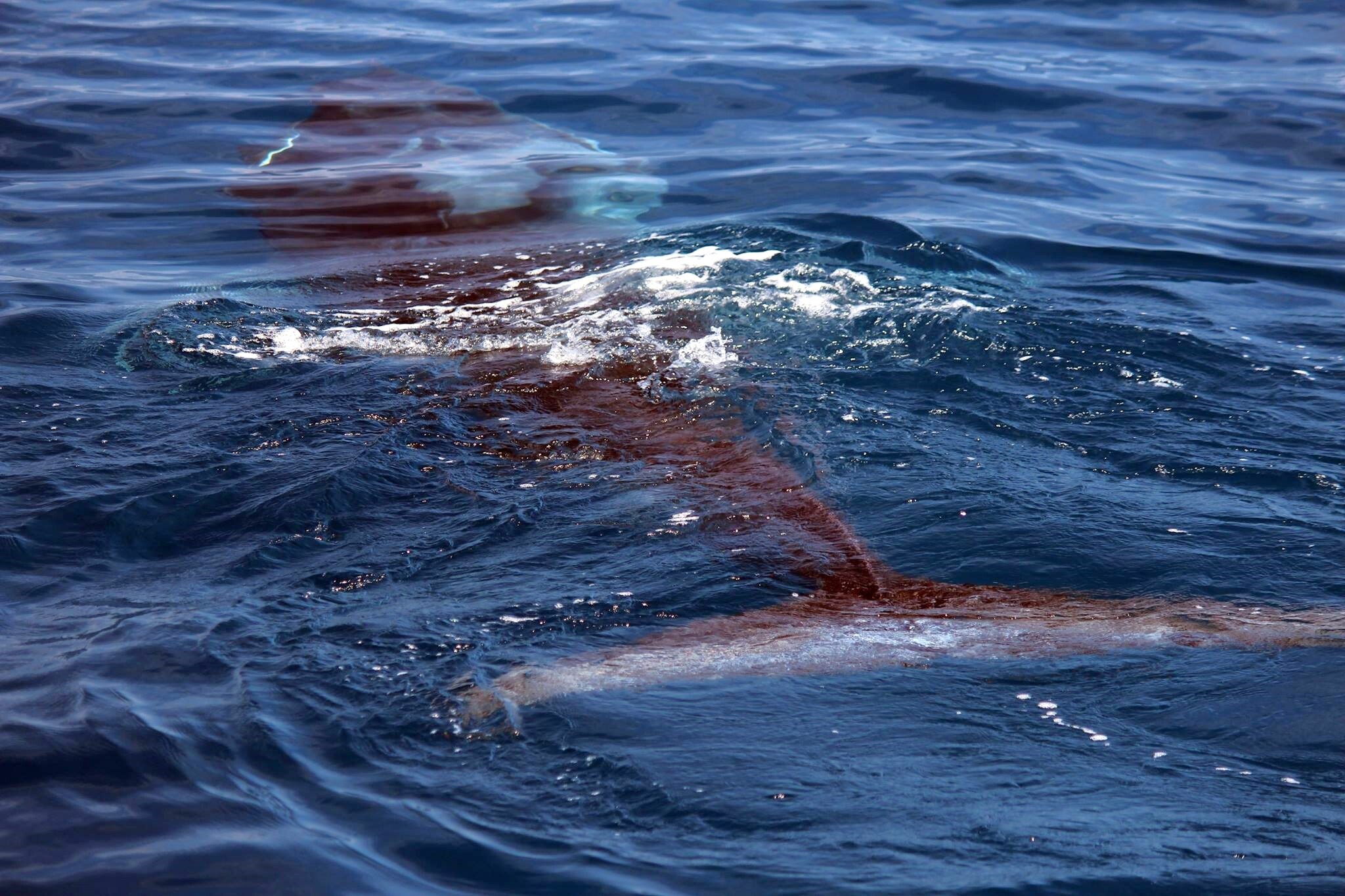 Balaenoptera omurai