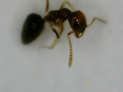 Plagiolepis alluaudi