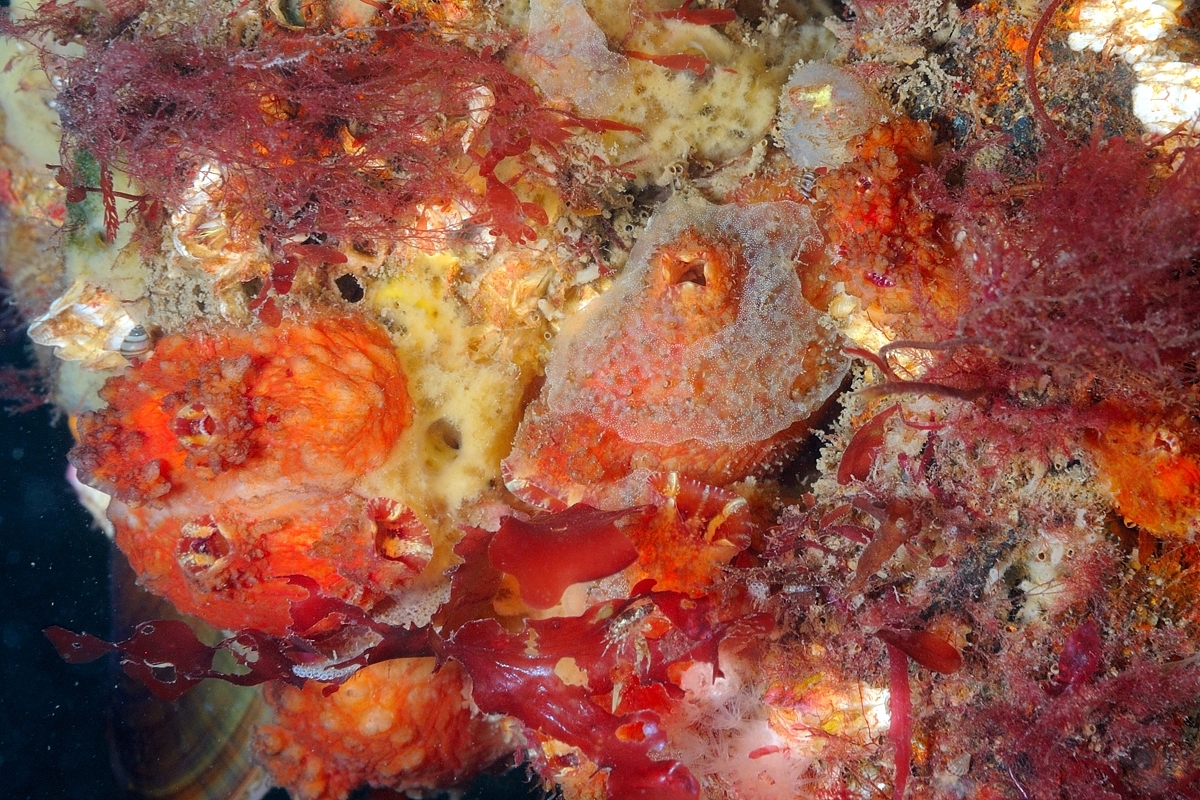 Asterocarpa humilis (Heller, 1878)