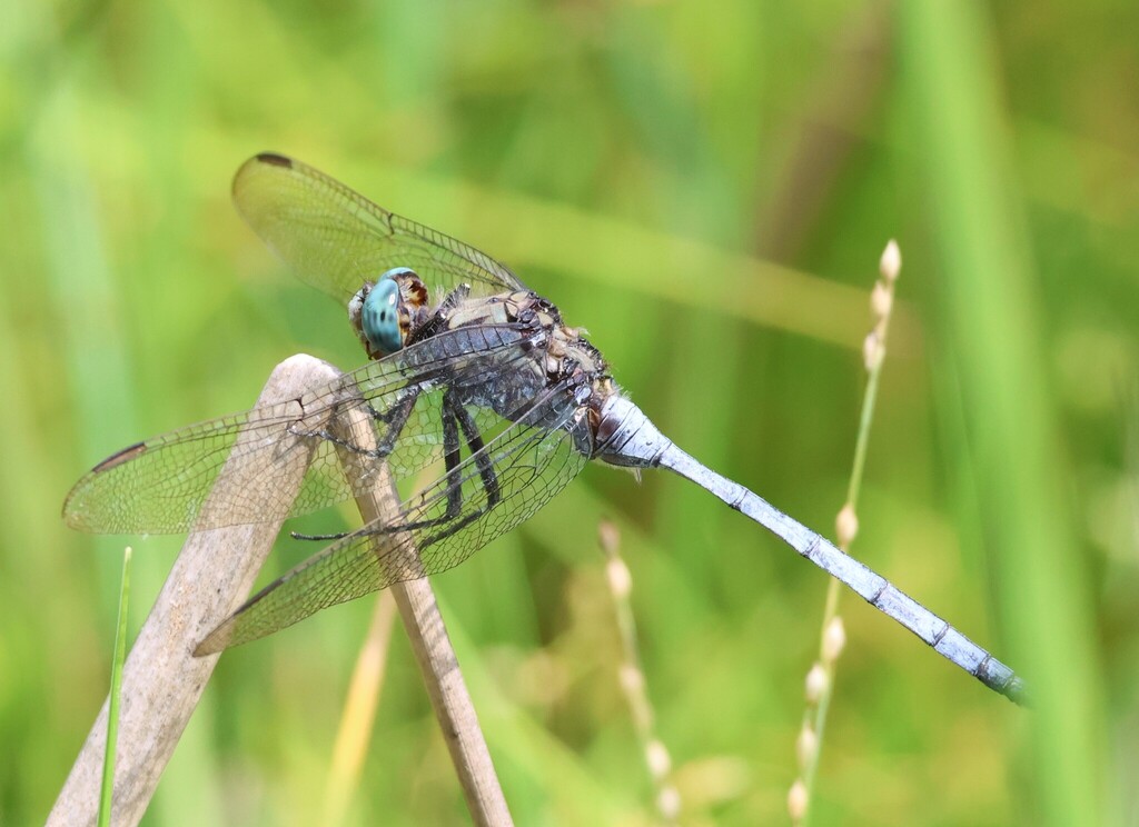 Robust Skimmer