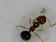 Plagiolepis alluaudi