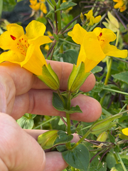 Erythranthe lutea, photograph (c) Cody Hinchliff, some rights reserved (CC BY)