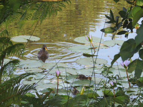 iNaturalist: (c) Richard McKibbin, some rights reserved (CC BY-NC), uploaded by Richard McKibbin iNaturalist image