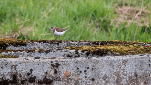 iNaturalist: (c) tatianakirova, some rights reserved (CC BY-NC) iNaturalist image