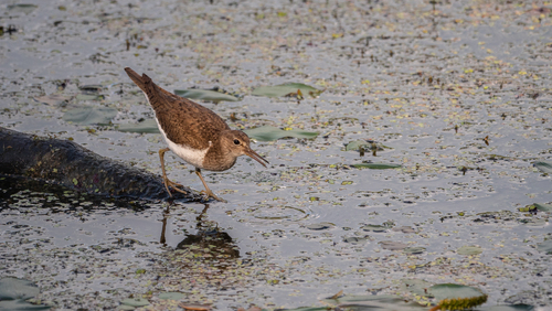 iNaturalist: (c) tatianakirova, some rights reserved (CC BY-NC) iNaturalist image