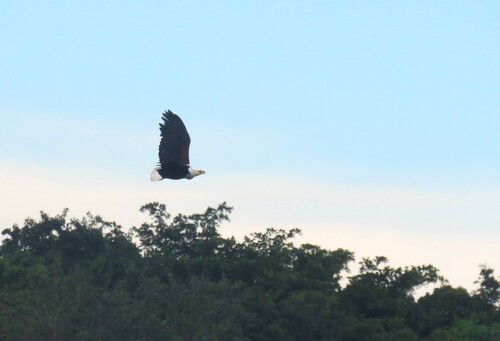 iNaturalist: (c) Richard McKibbin, some rights reserved (CC BY-NC), uploaded by Richard McKibbin iNaturalist image