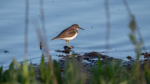 iNaturalist: (c) tatianakirova, some rights reserved (CC BY-NC) iNaturalist image