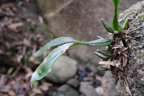 Coelogyne chinensis, photograph 6