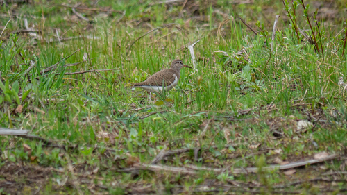 iNaturalist: (c) tatianakirova, some rights reserved (CC BY-NC) iNaturalist image