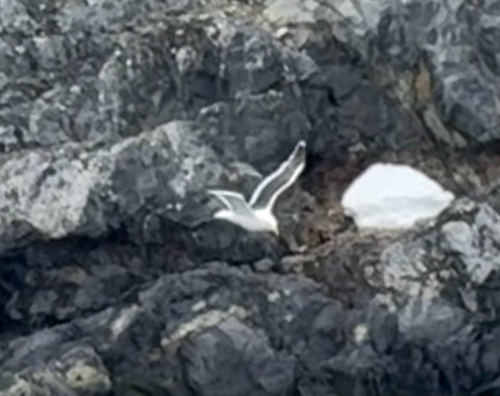 iNaturalist: (c) craigrice, some rights reserved (CC BY-NC) iNaturalist image