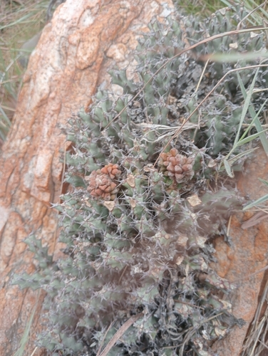 Northern Noors (Euphorbia schinzii)