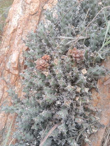 Euphorbia schinzii, photograph 2