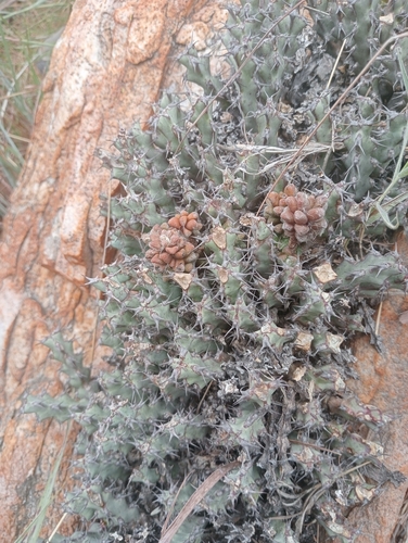 Euphorbia schinzii, photograph 3