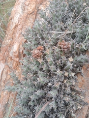 author not stated, no rights reserved Euphorbia schinzii, photograph author not stated, no rights reserved
