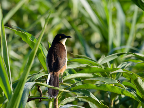 Black-capped Donacobius (Donacobius atricapilla), photo 9