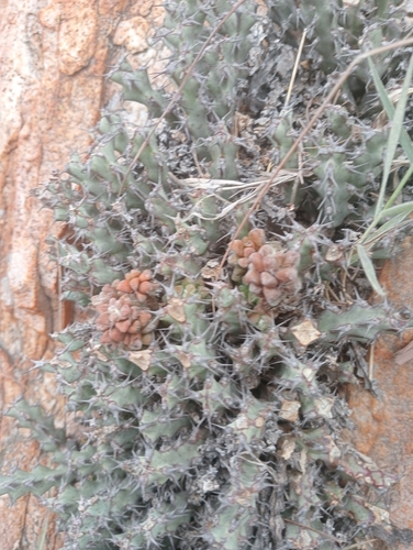 Anacampseros subnuda Poelln.