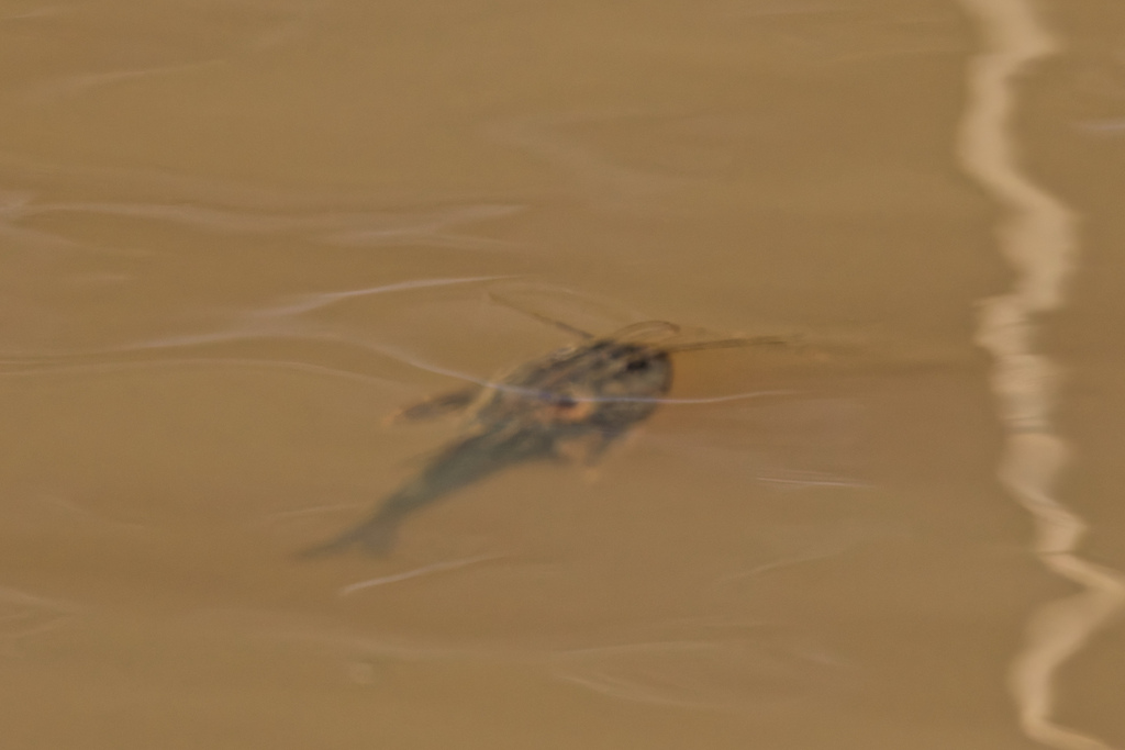 Talking catfish