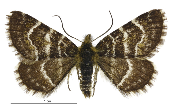 Dasyuris leucobathra