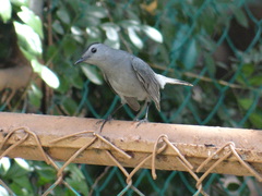 Dumetella carolinensis