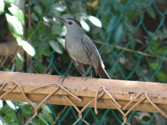 Dumetella carolinensis