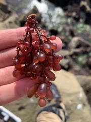 Botryocladia pseudodichotoma