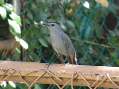 Dumetella carolinensis