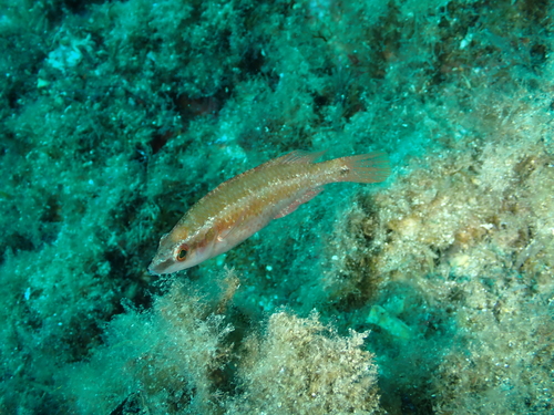 Ocellated Wrasse, Bouches-du-Rhône, Provence-Alpes-Côte d'Azur, FR, photo 10 of 10