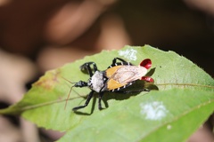 Apiomerus vexillarius