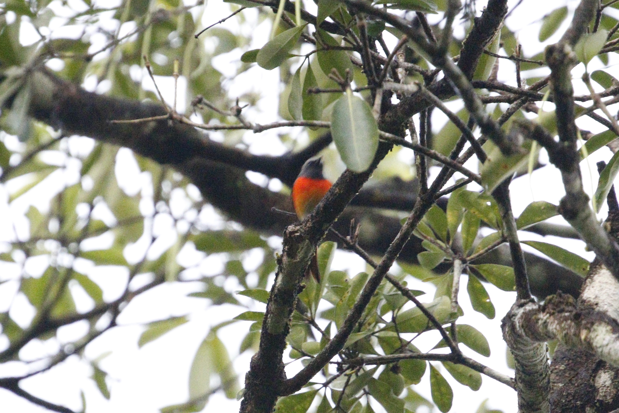 Small Minivet (Pericrocotus cinnamomeus), photo 6