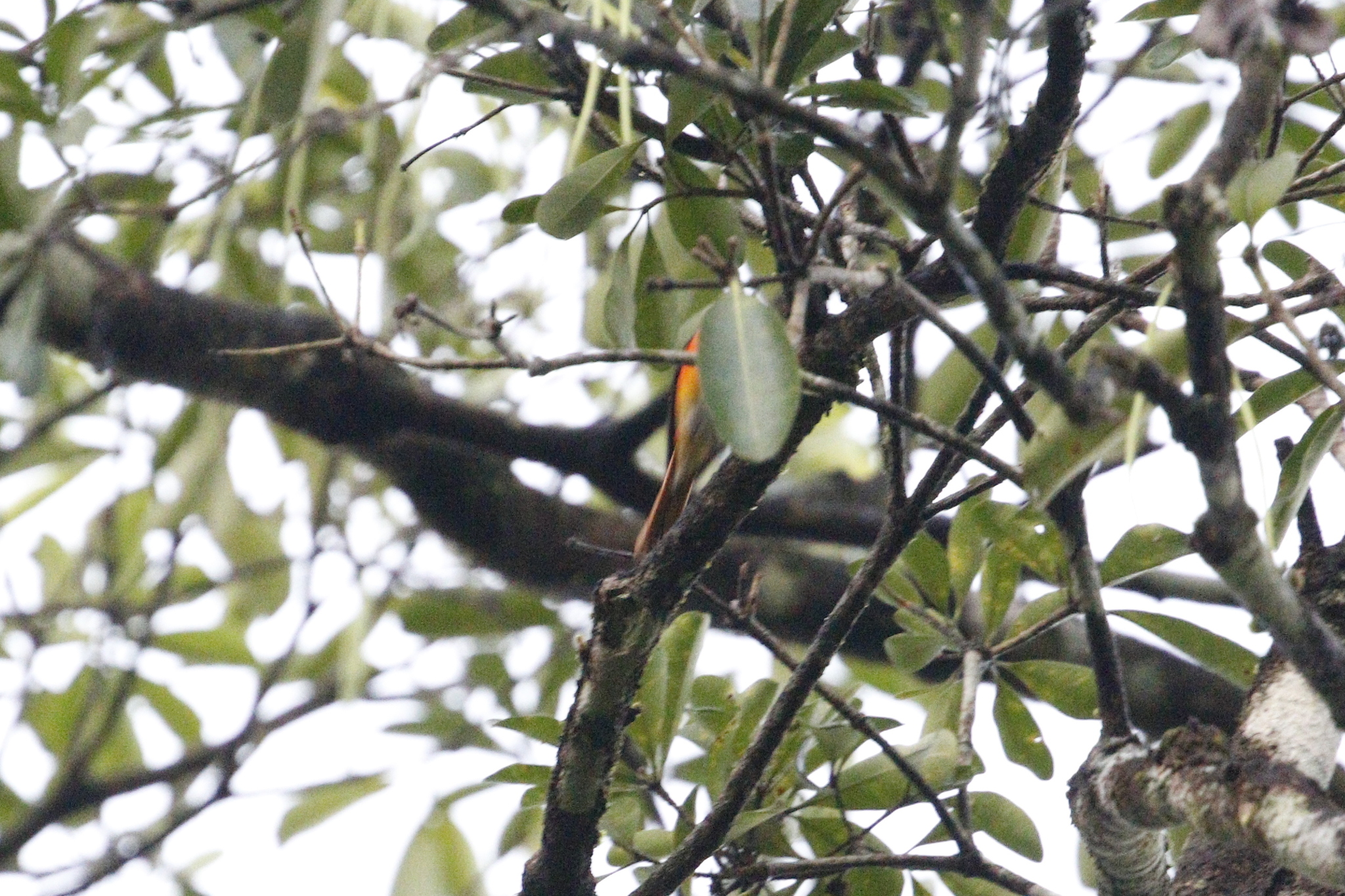Small Minivet (Pericrocotus cinnamomeus), photo 7